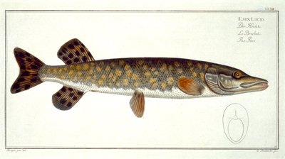 Pike (Esox Lucio) Plate XXXII from 